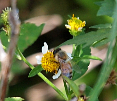 [The front section of the bee is golden. The back section is golden with black stripes around its body. The transparent wings are barely visible. Its black tongue is curved out and into the yellow center of the flower on which it is perched.]